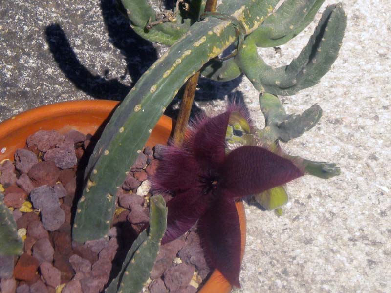 Stapelia grandiflora 