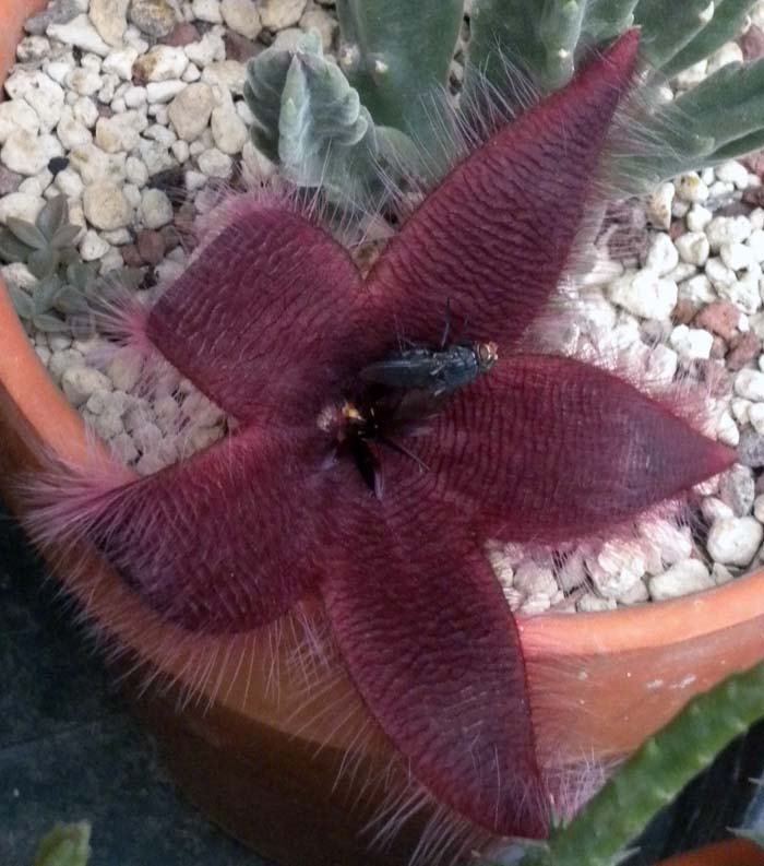 Stapelia grandiflora 