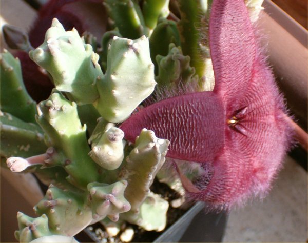 Stapelia grandiflora 