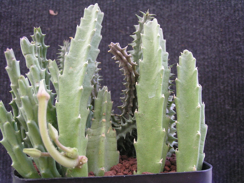 Stapelia grandiflora 