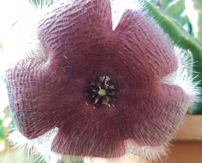 Stapelia grandiflora 