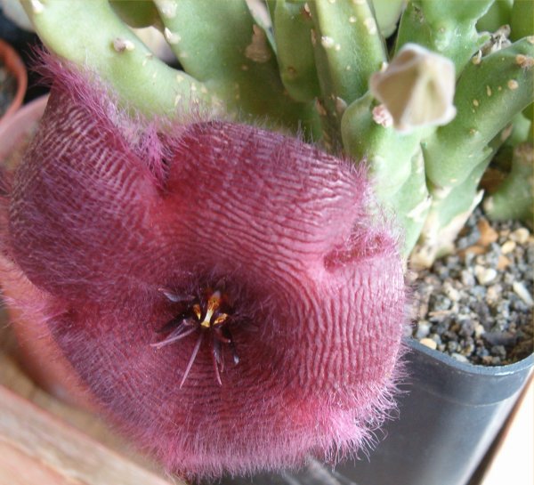 Stapelia grandiflora 