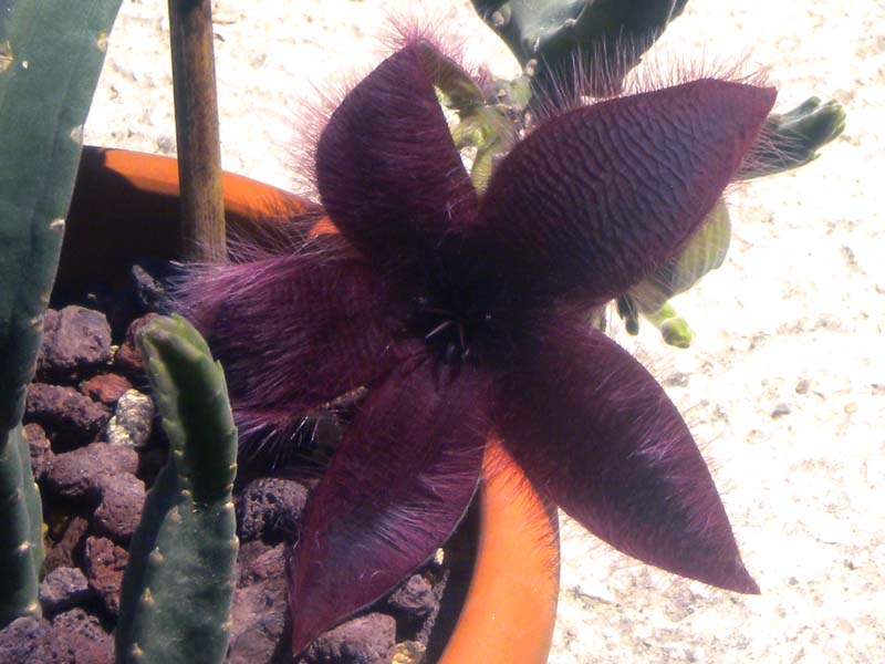 Stapelia grandiflora 