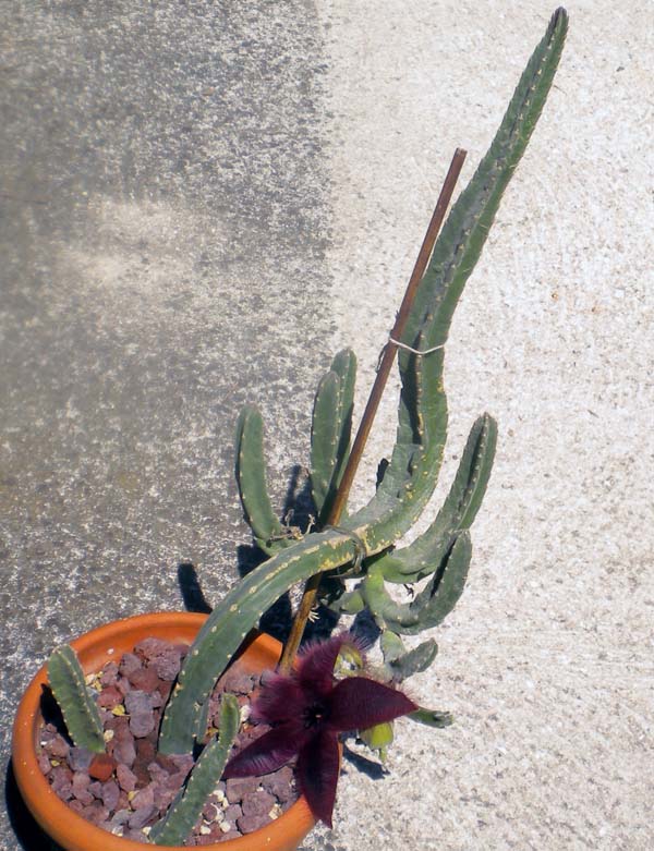 Stapelia grandiflora 