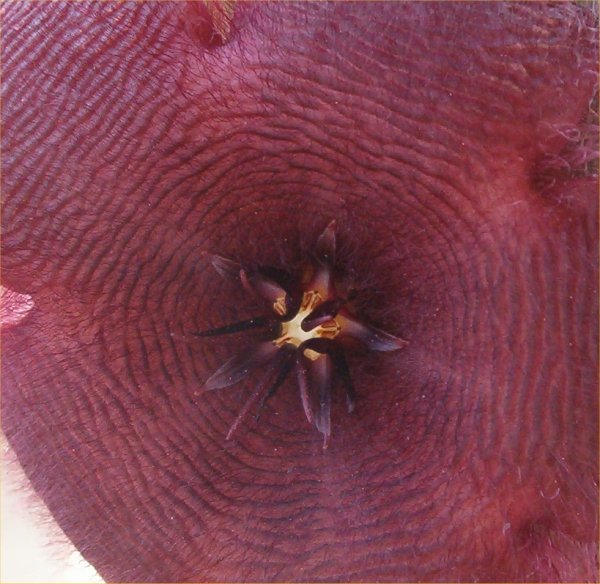 Stapelia grandiflora 