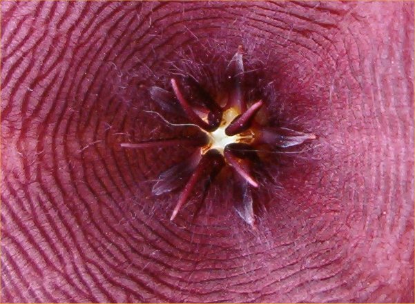 Stapelia grandiflora 