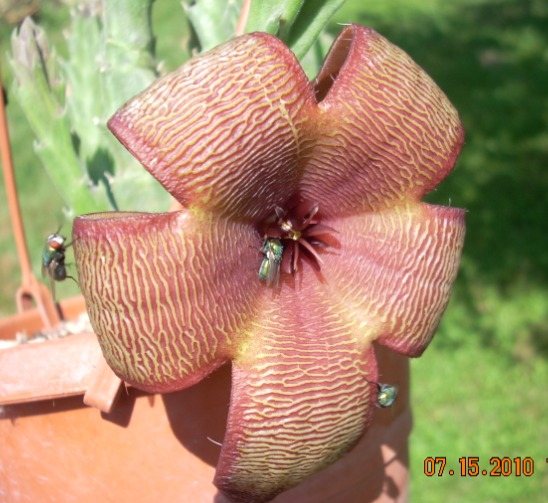 Stapelia grandiflora 