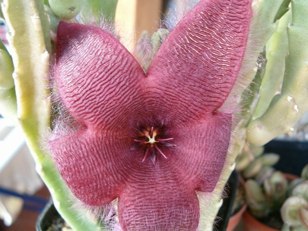 Stapelia grandiflora 