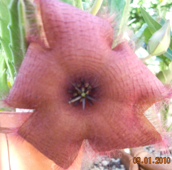 Stapelia grandiflora 