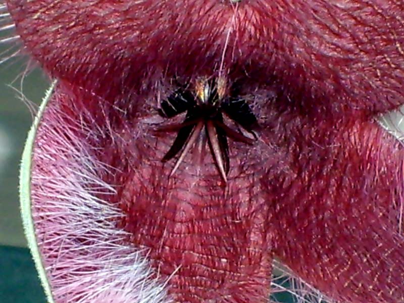 Stapelia grandiflora 