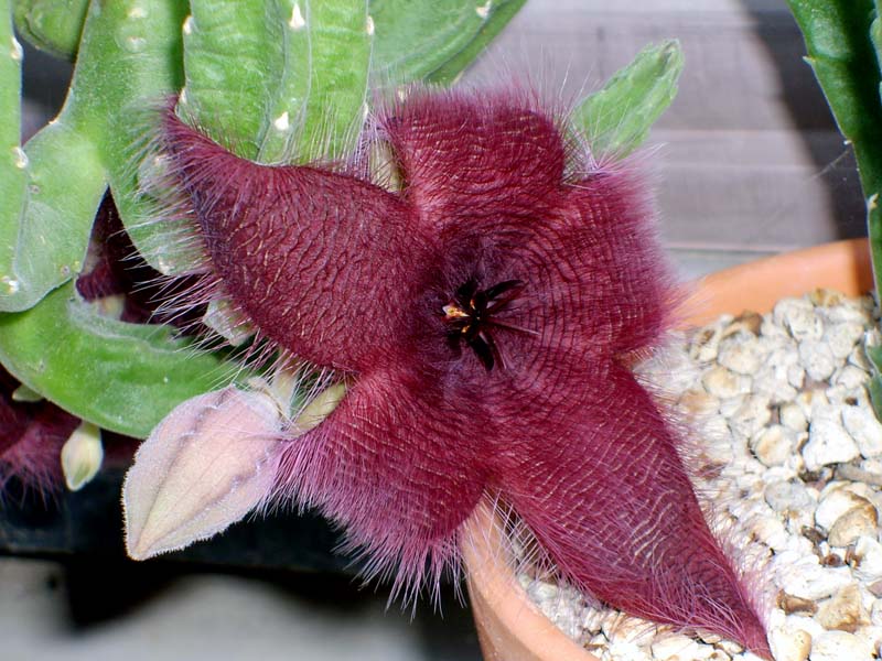 Stapelia grandiflora 