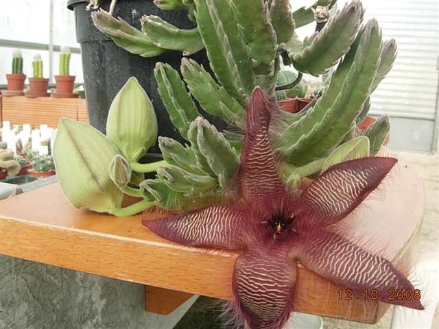 Stapelia hirsuta 