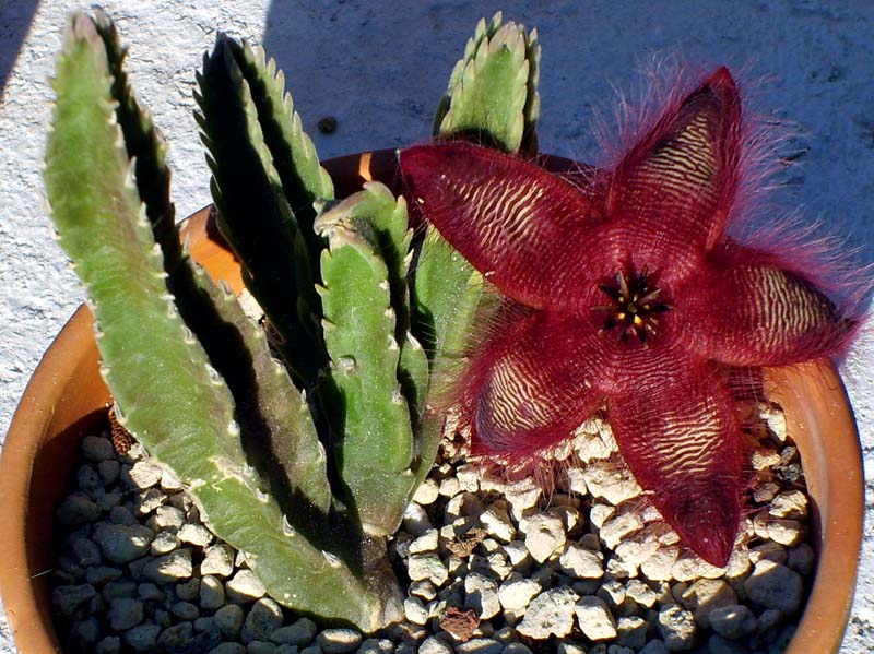 Stapelia hirsuta 