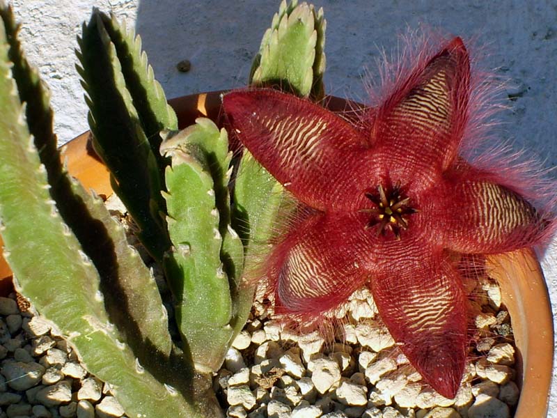 Stapelia hirsuta 