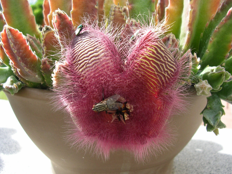 Stapelia hirsuta 