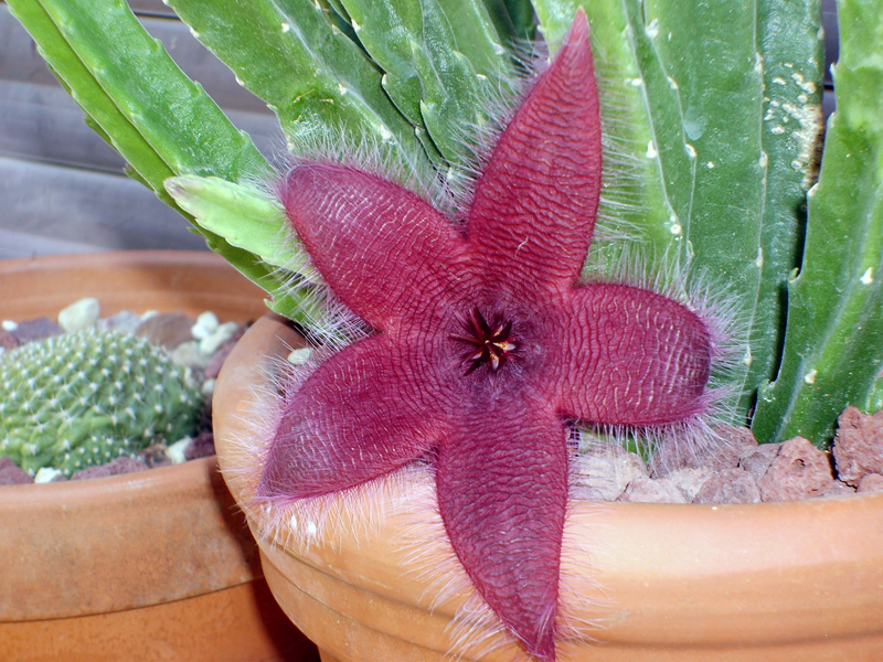 Stapelia grandiflora 