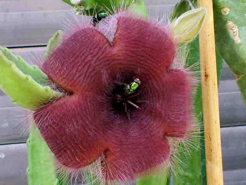 Stapelia grandiflora 