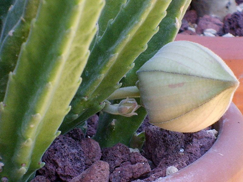 Stapelia grandiflora 