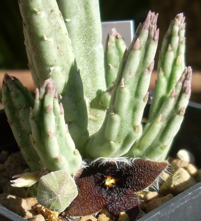 Stapelia olivacea 