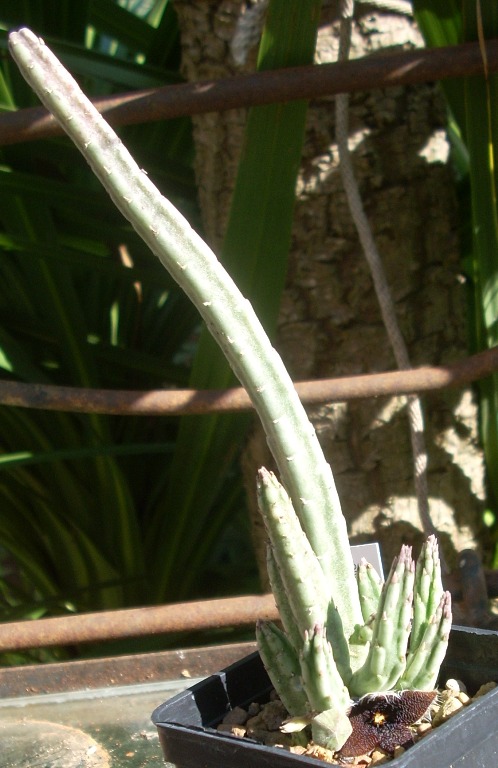 stapelia olivacea