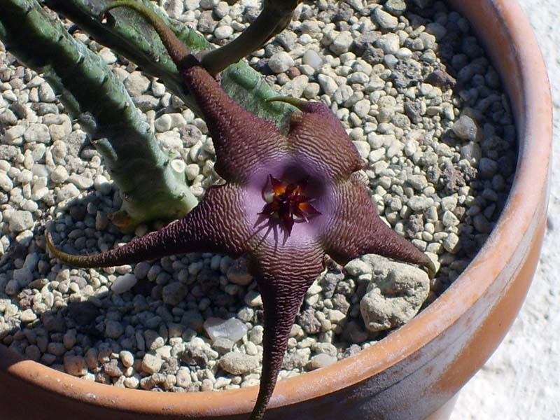 Stapelia schinzii 