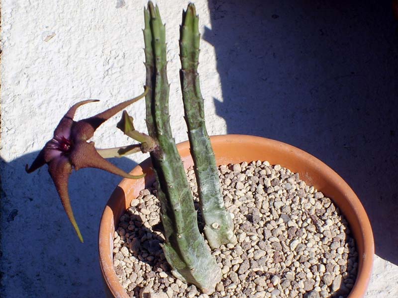 stapelia schinzii