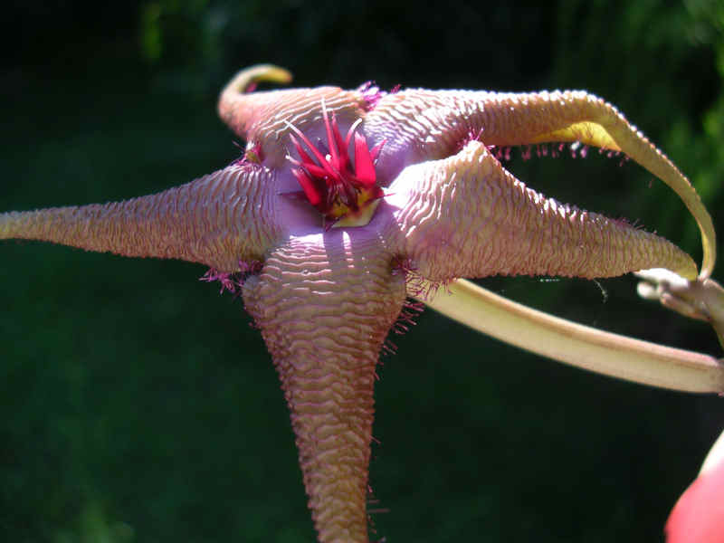 Stapelia schinzii x flavopurpurea 