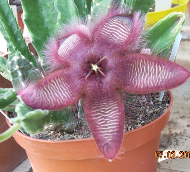 stapelia scitula