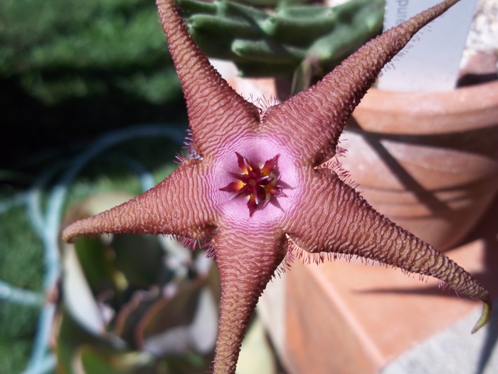 Stapelia schinzii x flavopurpurea 