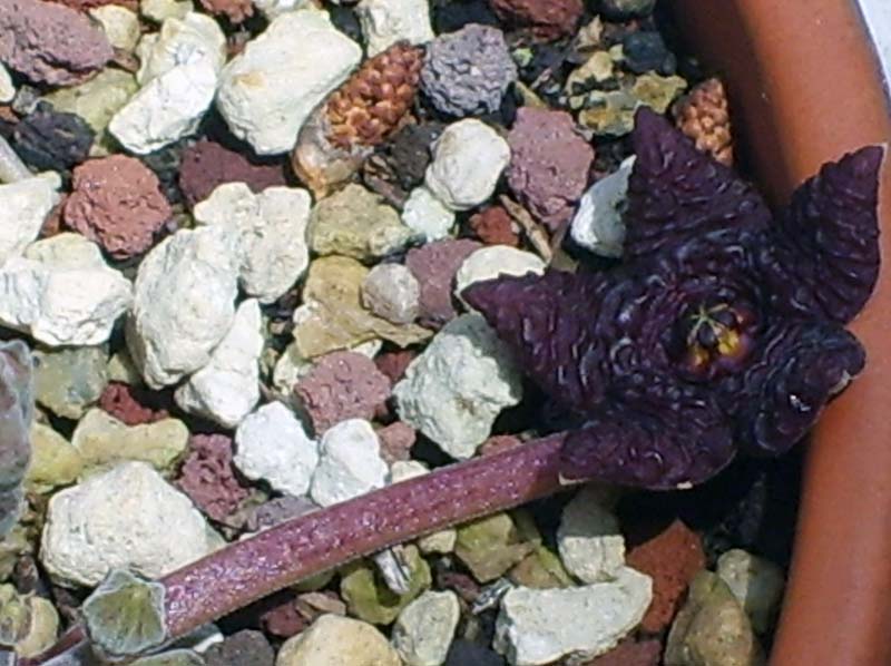 Stapelia similis 