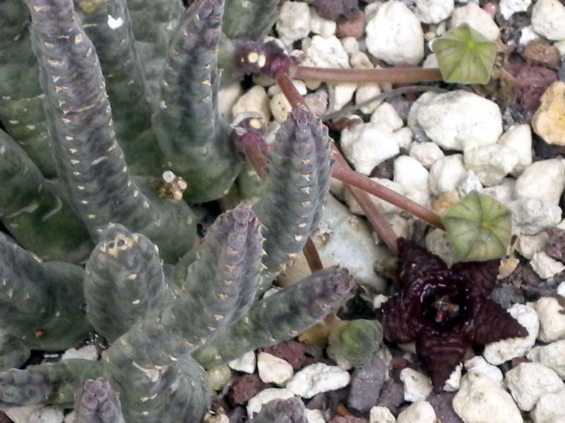 Stapelia similis 