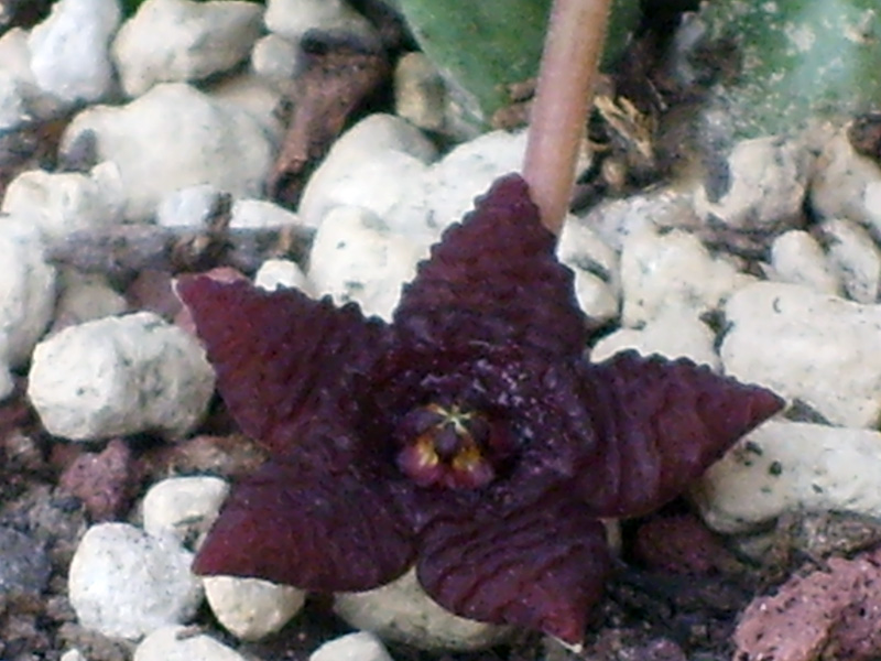 Stapelia similis 