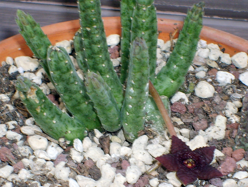 Stapelia similis 