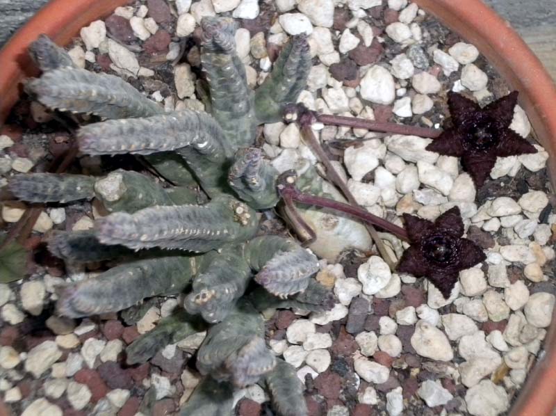 stapelia similis