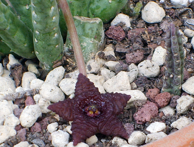 Stapelia similis 