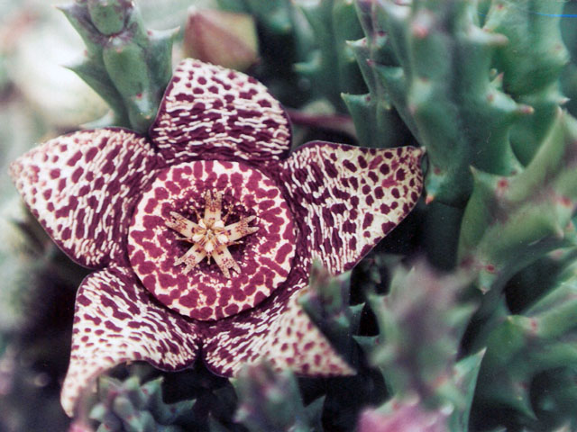 Orbea variegata 