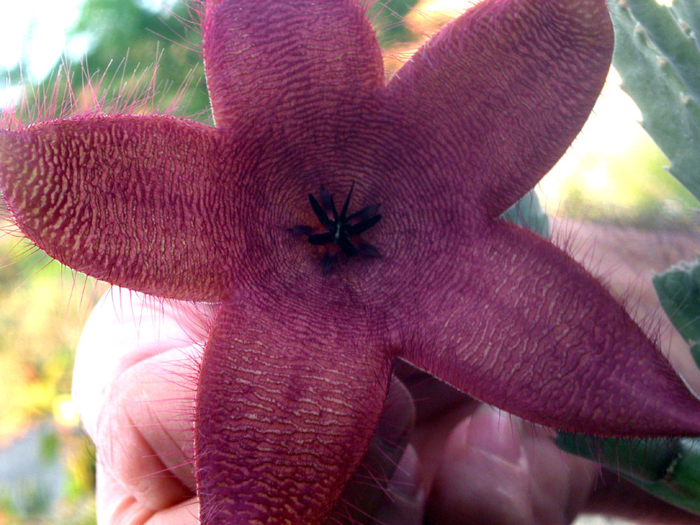 Stapelia  