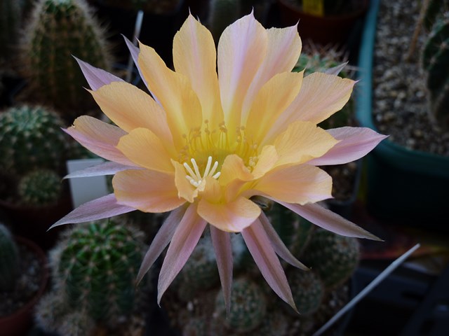 Echinopsis cv. starlight express 