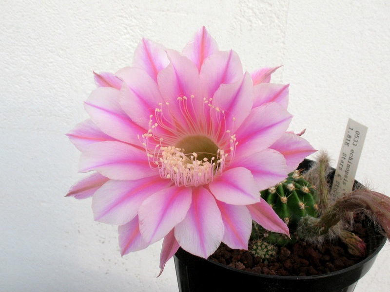 Echinopsis cv. stars and stripes 