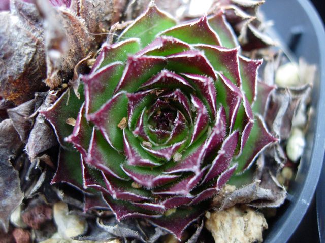 Sempervivum tartaricum 