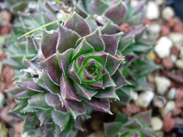 sempervivum tectorum v. andreanum