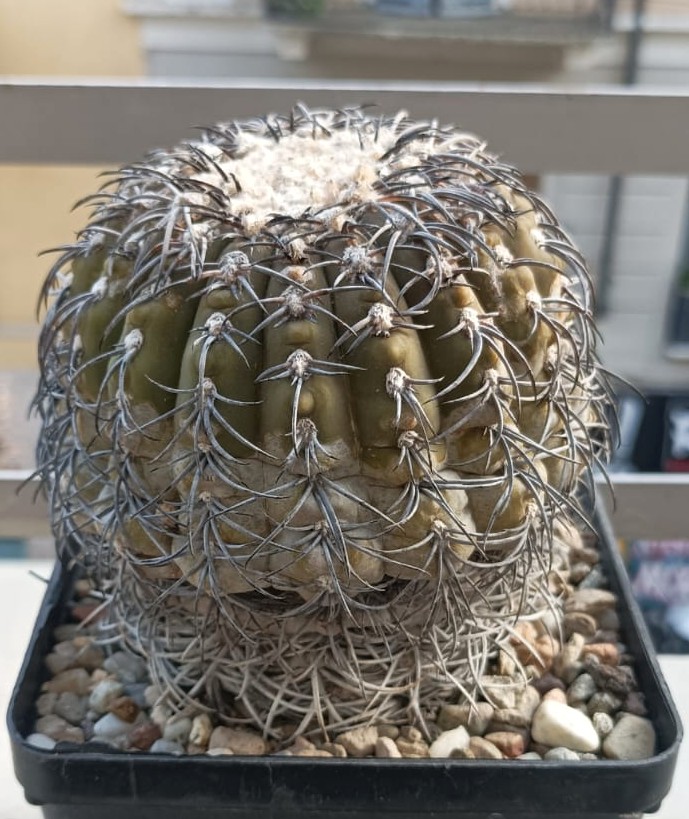 Gymnocalycium spegazzinii 