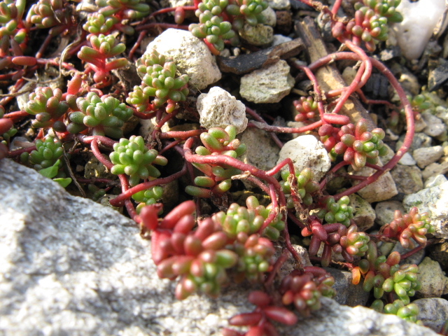 Sedum stefco 