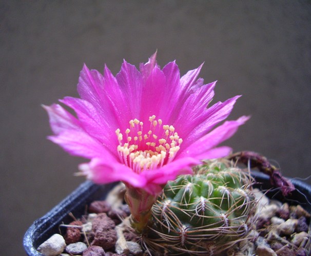 Sulcorebutia steinbachii v. clizensis WR 611