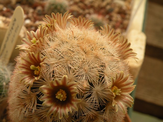 Mammillaria stella-de-tacubaya 