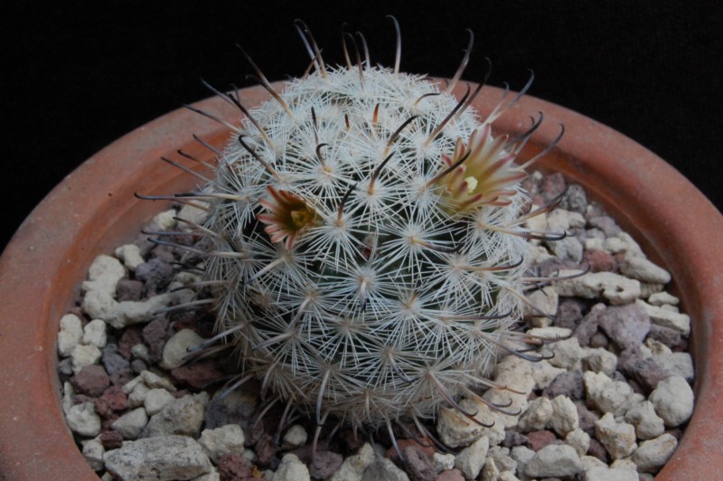 Mammillaria stella-de-tacubaya SB 1161