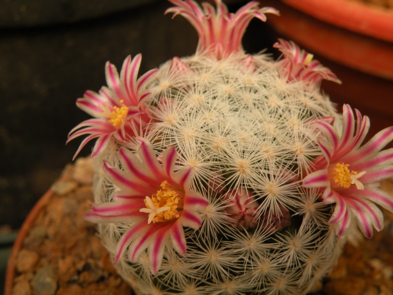 Mammillaria stella-de-tacubaya 