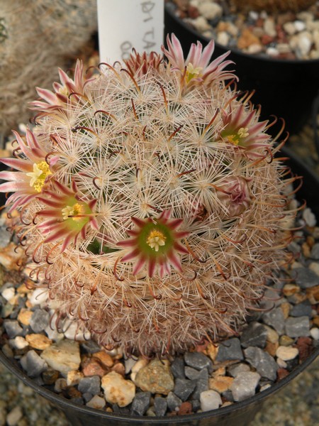 Mammillaria stella-de-tacubaya P307