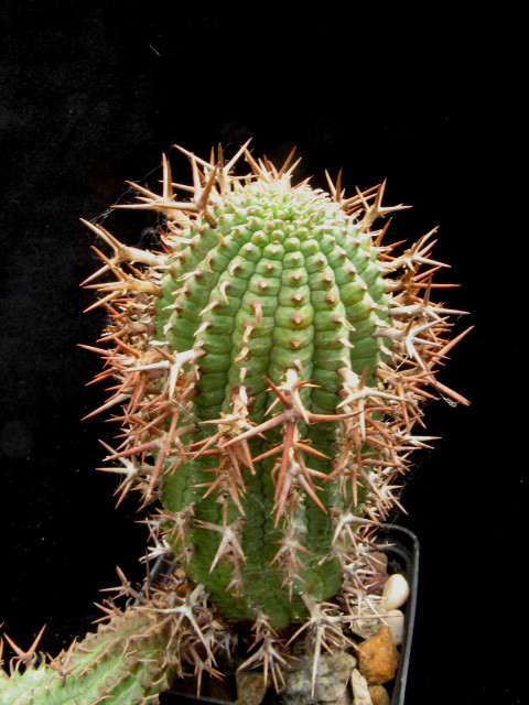 Euphorbia stellispina 