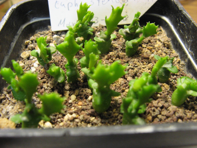 Euphorbia stellata 